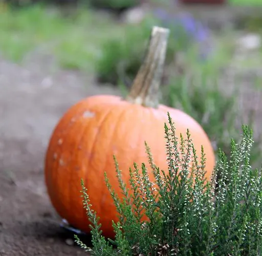 Nienasycenie 3* Brzezno Lynskie